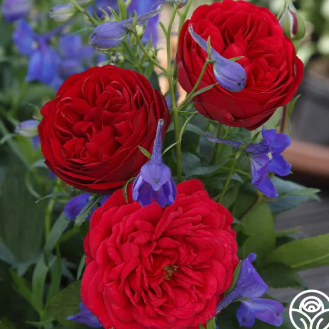 Out Of Rosenheim™>Heirloom Roses Hot