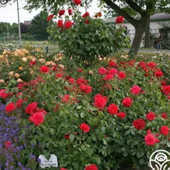 Out Of Rosenheim™><noscript><img width=
