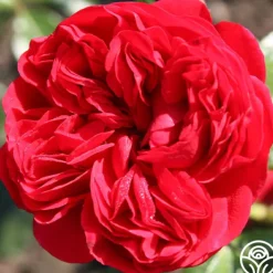 Out Of Rosenheim™><noscript><img width=
