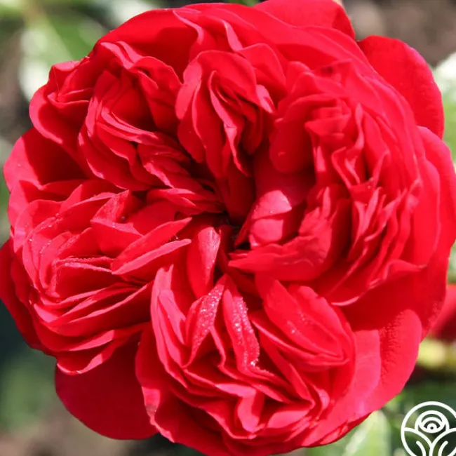 Out Of Rosenheim™>Heirloom Roses Hot