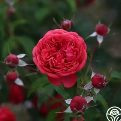 Out Of Rosenheim™><noscript><img width=