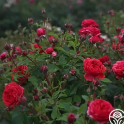 Out Of Rosenheim™><noscript><img width=