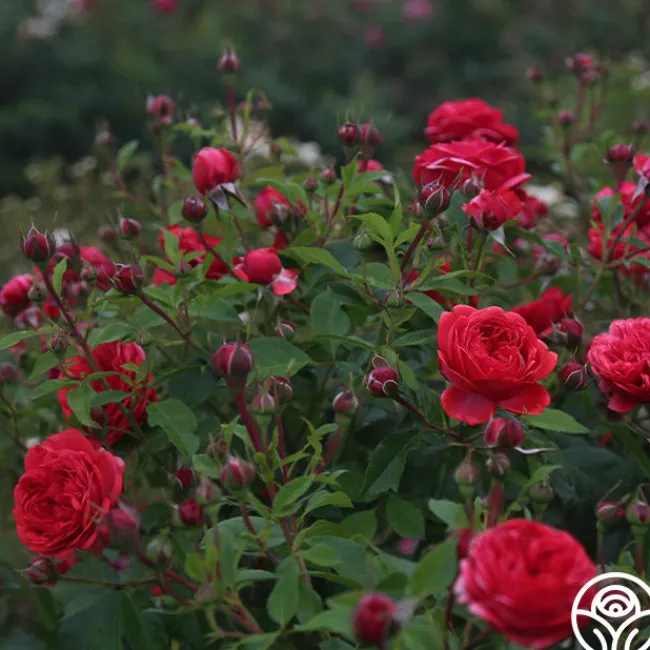 Out Of Rosenheim™>Heirloom Roses Hot