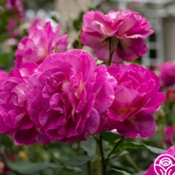 Outta The Blue>Heirloom Roses Best
