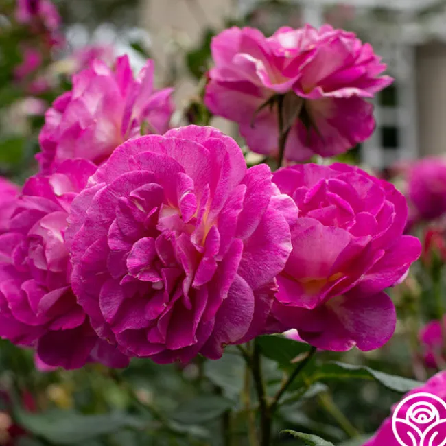 Outta The Blue>Heirloom Roses Best