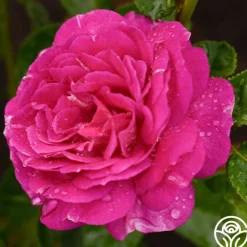 Outta The Blue>Heirloom Roses Best
