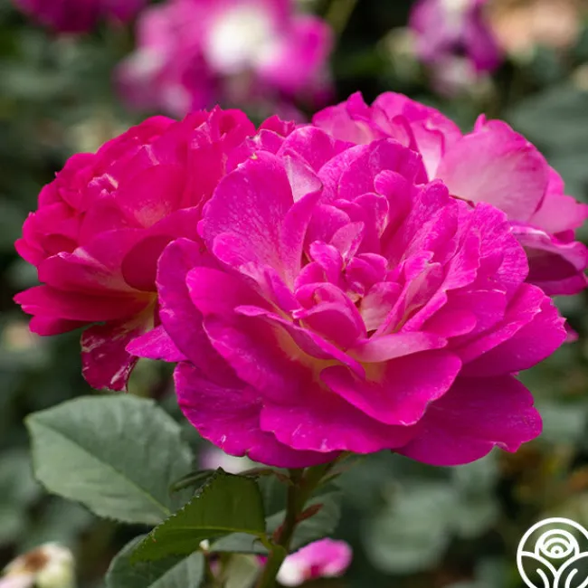 Outta The Blue>Heirloom Roses Best