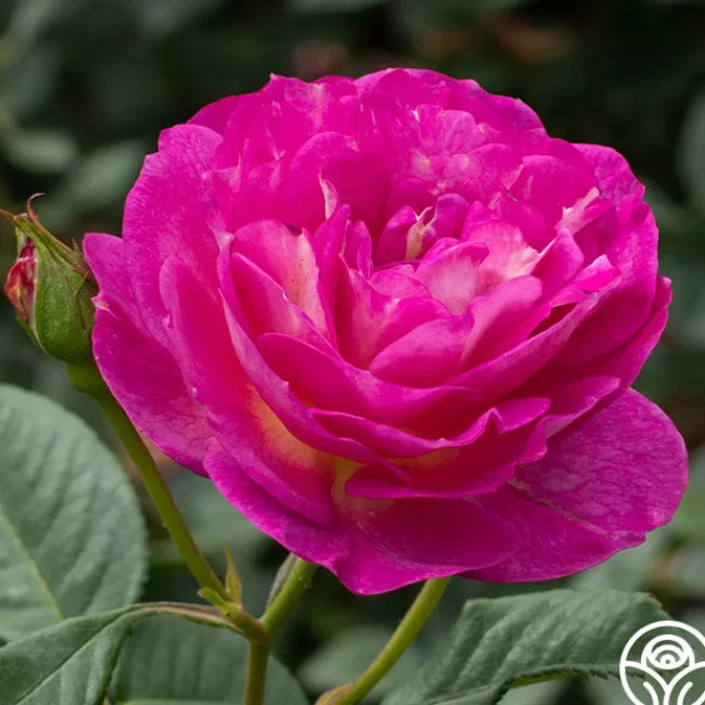 Outta The Blue>Heirloom Roses Best