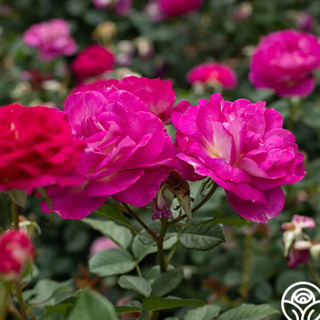 Outta The Blue>Heirloom Roses Best