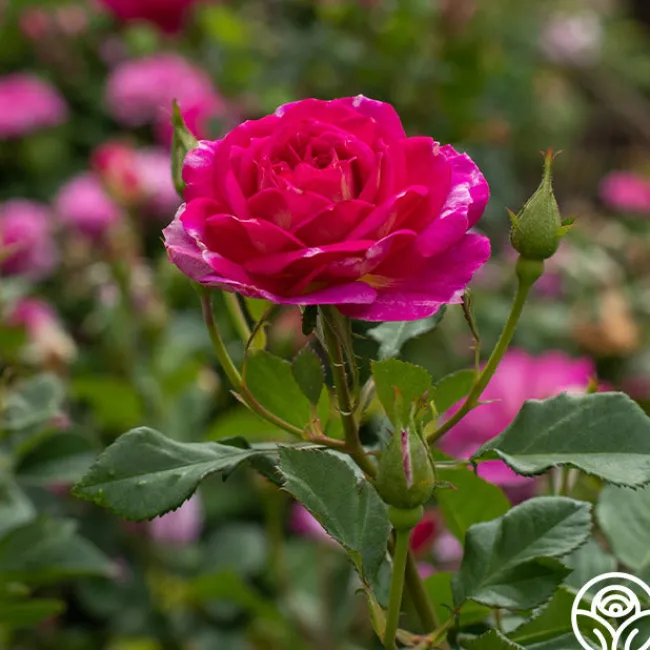 Outta The Blue>Heirloom Roses Best