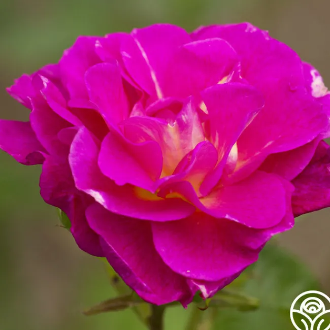 Outta The Blue>Heirloom Roses Best