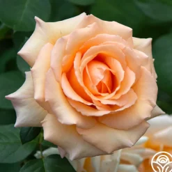 Over The Moon™>Heirloom Roses Discount