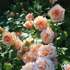 Over The Moon™>Heirloom Roses Discount