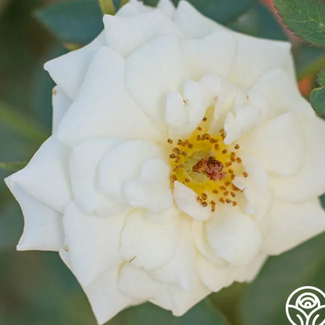 Pacesetter>Heirloom Roses Sale