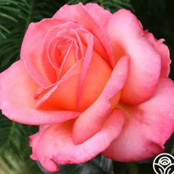 Paddy Stephans>Heirloom Roses New