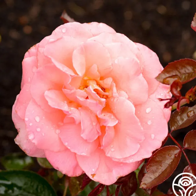 Paddy Stephans>Heirloom Roses New