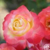 Painted Moon>Heirloom Roses