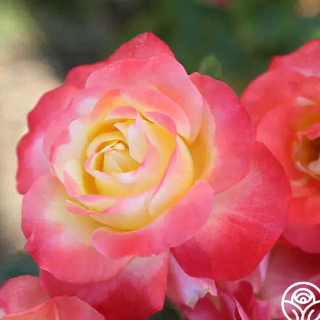 Painted Moon>Heirloom Roses