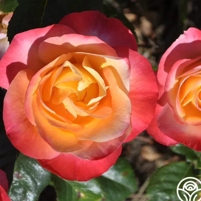 Painted Moon>Heirloom Roses