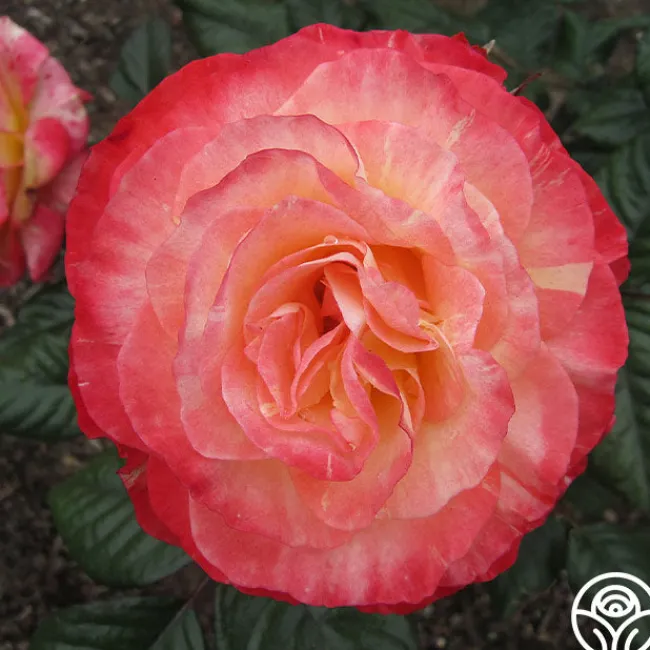 Painted Moon>Heirloom Roses