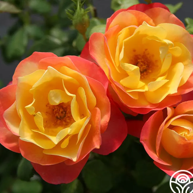 Painted Moon>Heirloom Roses