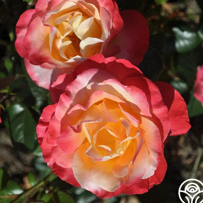 Painted Moon>Heirloom Roses