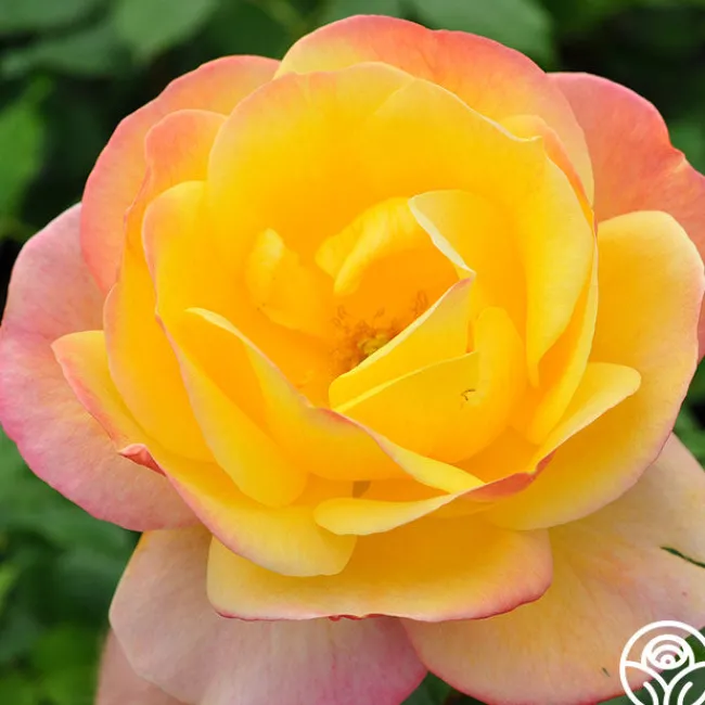 Painted Moon>Heirloom Roses