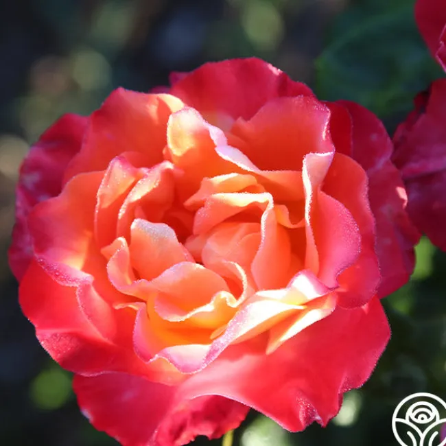 Painted Moon>Heirloom Roses
