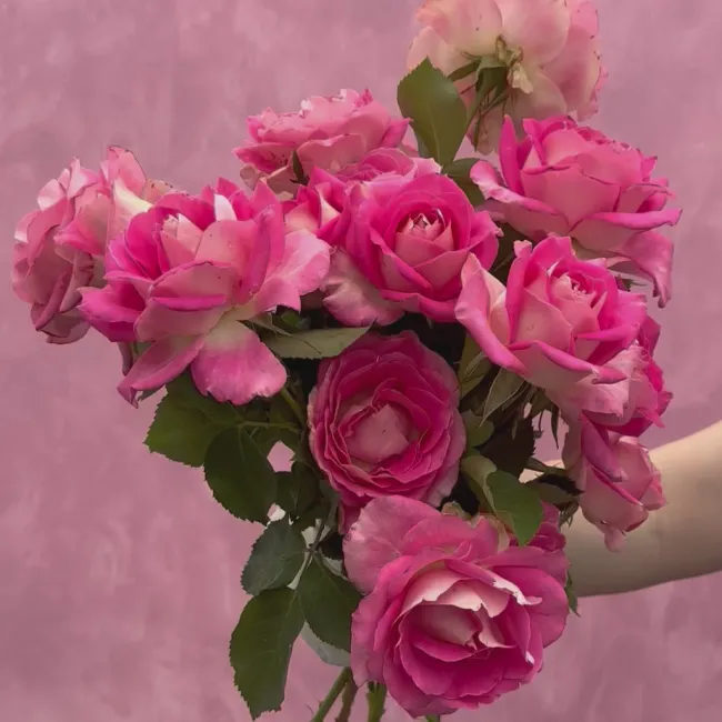 Painted Porcelain™>Heirloom Roses Online