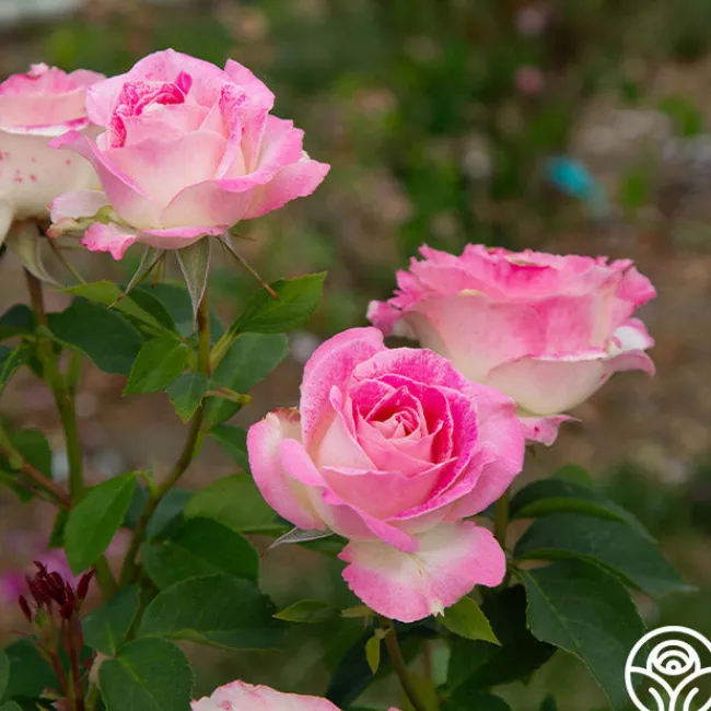 Painted Porcelain™>Heirloom Roses Online