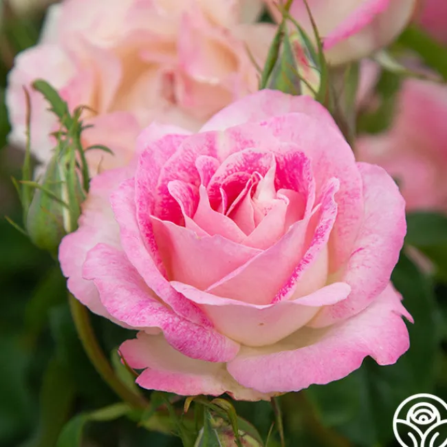 Painted Porcelain™>Heirloom Roses Online