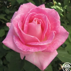 Painted Porcelain™><noscript><img width=