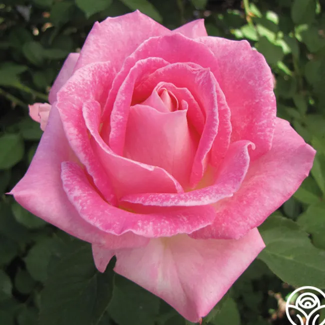 Painted Porcelain™>Heirloom Roses Online