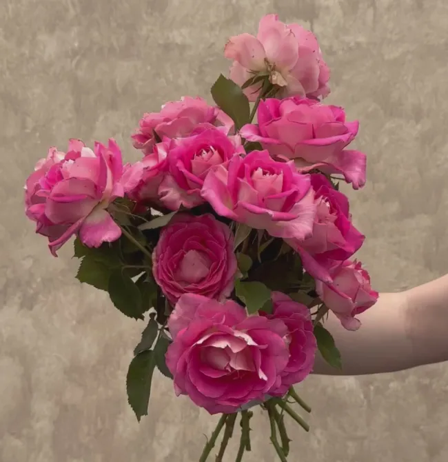 Painted Porcelain™>Heirloom Roses Online