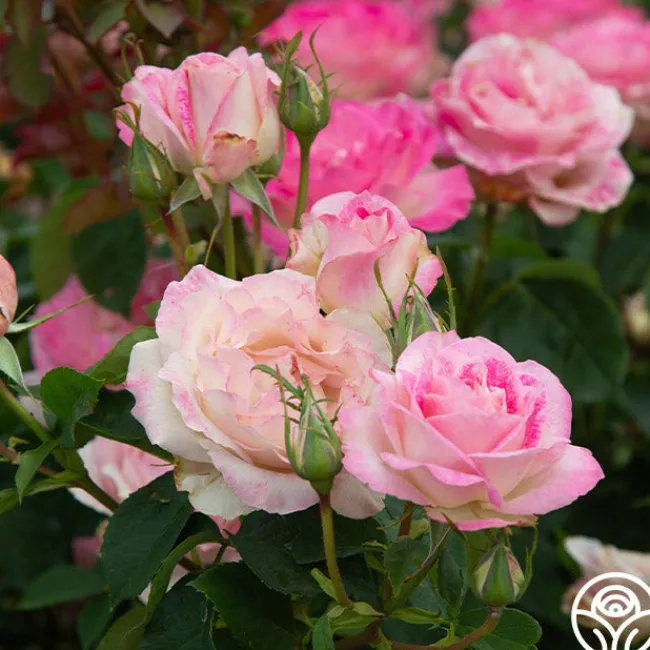 Painted Porcelain™>Heirloom Roses Online