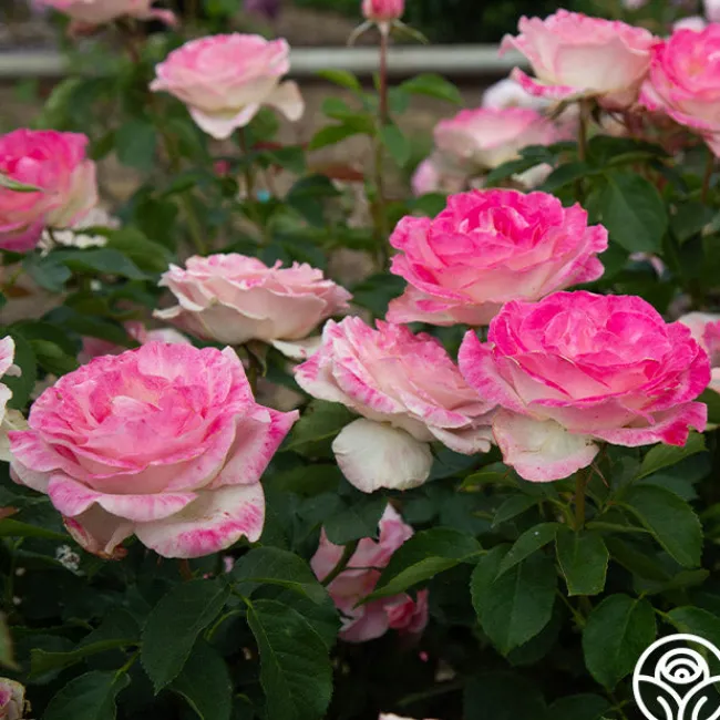 Painted Porcelain™>Heirloom Roses Online