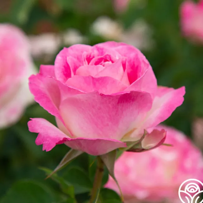 Painted Porcelain™>Heirloom Roses Online