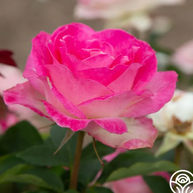 Painted Porcelain™>Heirloom Roses Online