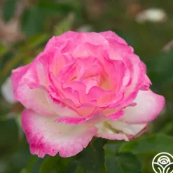 Painted Porcelain™><noscript><img width=