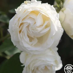 Paloma Blanca>Heirloom Roses Best