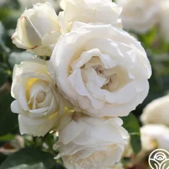Paloma Blanca><noscript><img width=