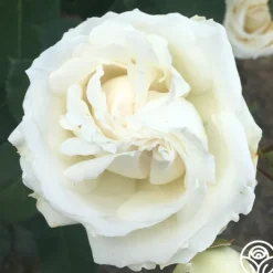 Paloma Blanca><noscript><img width=
