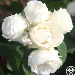 Paloma Blanca><noscript><img width=