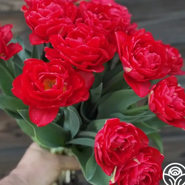 Pamplona>Heirloom Roses Discount