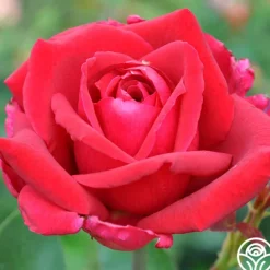 Papa Meilland®™>Heirloom Roses Discount