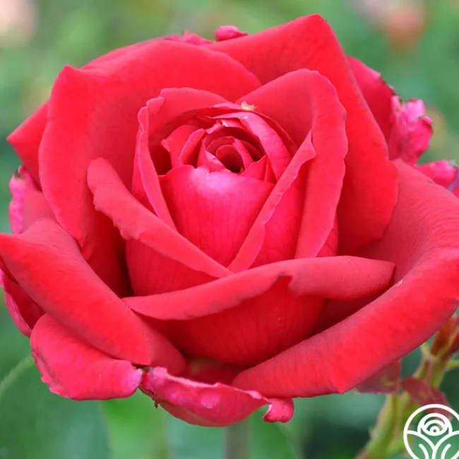 Papa Meilland®™>Heirloom Roses Discount