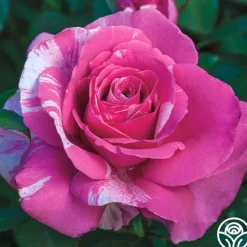Parade Day™>Heirloom Roses New