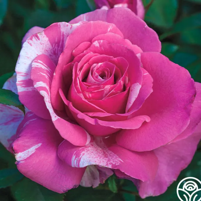 Parade Day™>Heirloom Roses New