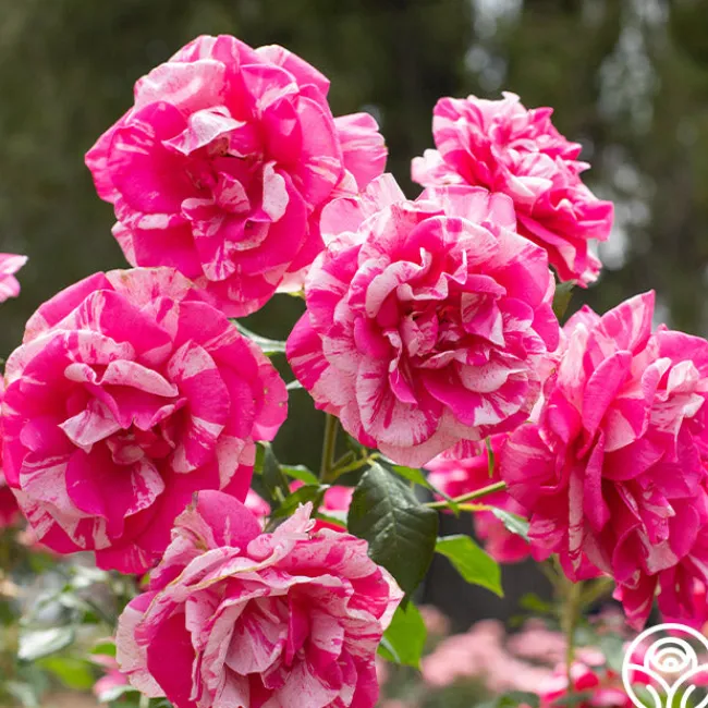 Parade Day™>Heirloom Roses New