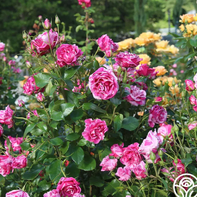 Parade Day™>Heirloom Roses New